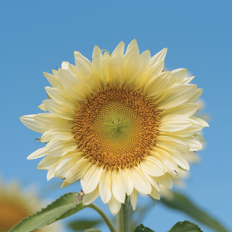 ProCut® White Lite Sunflower Seed