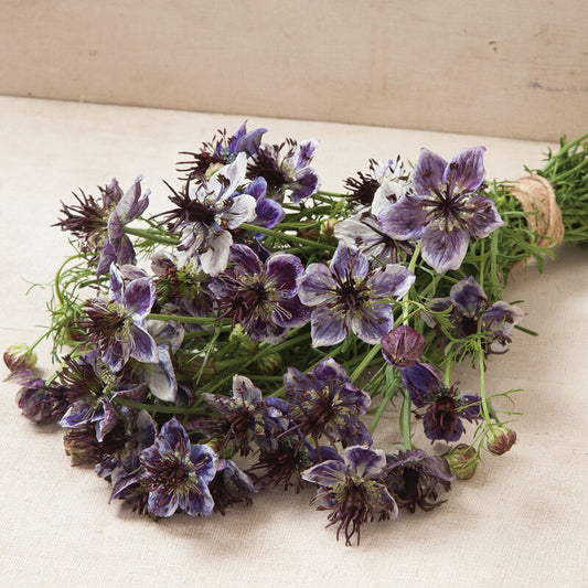 Delft Blue Love-in-a-Mist (Nigella) Seed