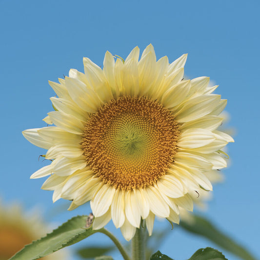 ProCut® White Lite Sunflower Seed