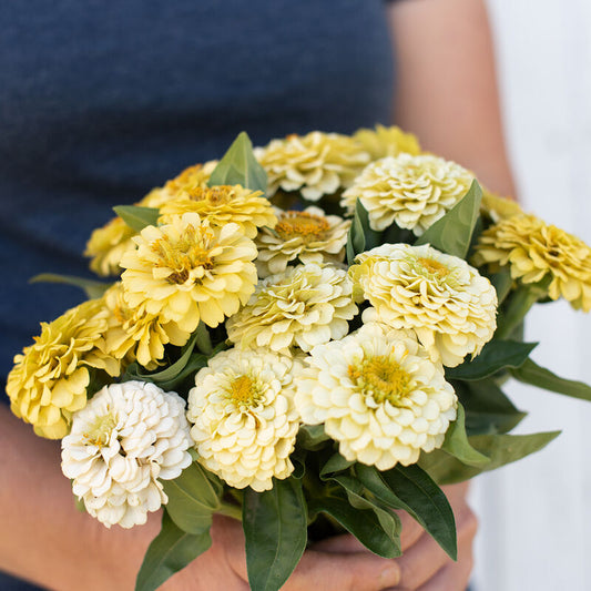 Oklahoma Ivory Organic Zinnia