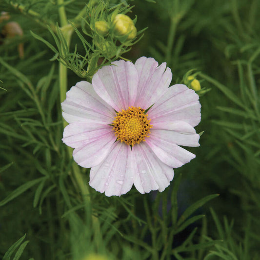 Versailles Flush Cosmos Seed
